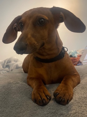 Dachshund – Miniature Dachshund