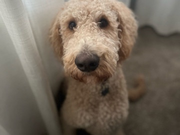 Labradoodle – colts looking for a forever home – Beulah