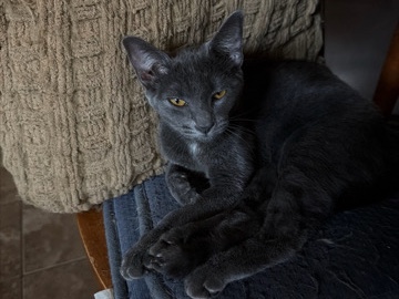 Kittens & Young Adults – Modesto