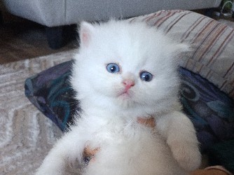 Scottish Fold – قط