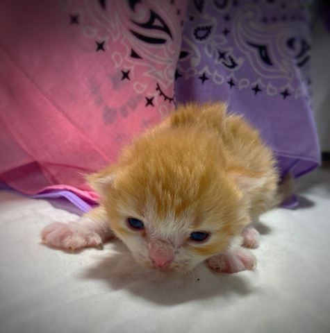bottle baby kittens need home