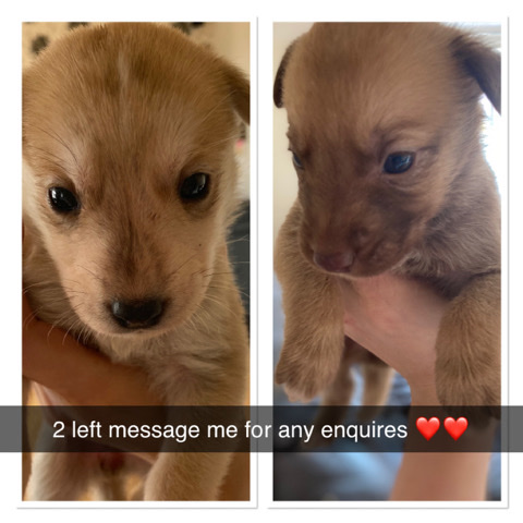 Labrador Husky – 2x puppies for sale
