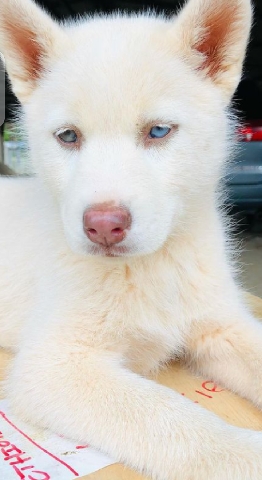 pedigree female and male Husky puppy