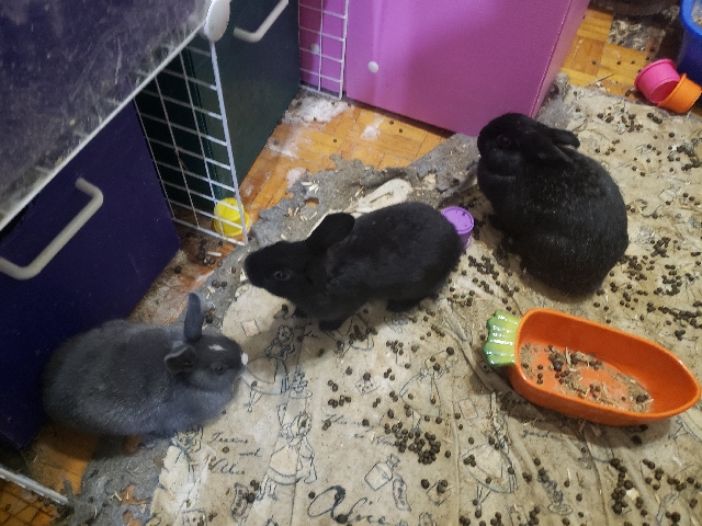 rabbits