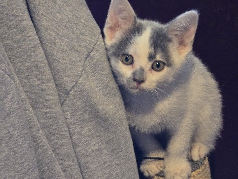 Munchkin – kitten – Redding