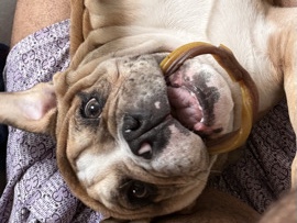 American Bulldog – American bulldog – Philadelphia