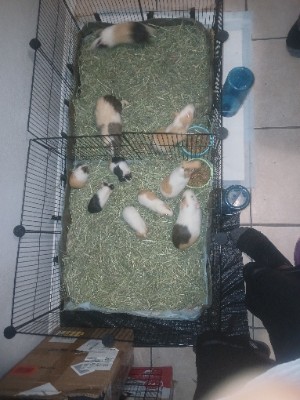 Guinea Pig – Guinea Pigs For Sale – Jacksonville