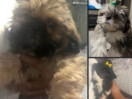 Shih Tzu - Puppies For Sale  available for adoption in Peoria
