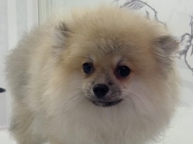 Pomeranian - Pomeranian  available for adoption in Khuraijah