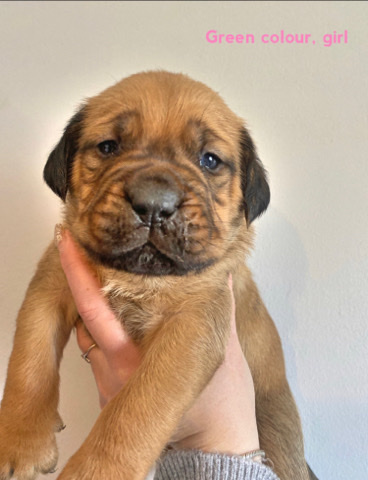 Dogue De Bordeaux X Leonberger