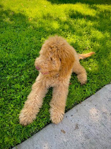 Poodle – Rehoming standard poodle