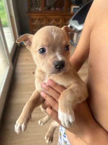 American Pit Bull Terrier – black shepherd mix pitbull puppies