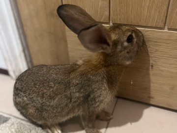 Rex – brown rex rabbits – Stoke-On-Trent