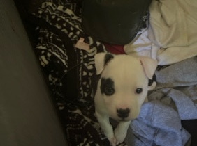 American Pit Bull Terrier – American Bulldog Puppy for Sale – 4 Weeks Old in Dayton – Dayton