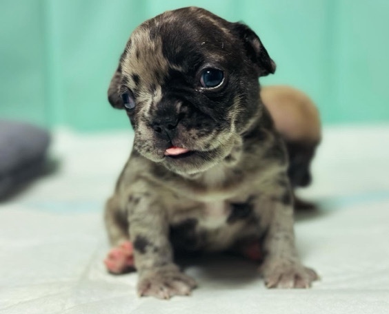 French Bulldog – Tween