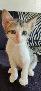 cute kitten