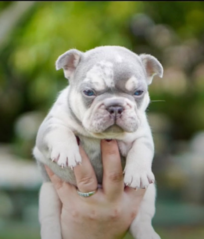 French Bulldog – One of Kind French Bulldog