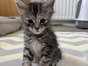 Maine Coon – TICA registered Maine **** – Loughton