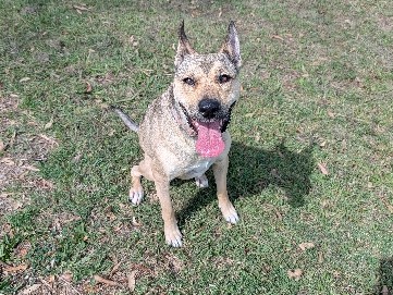Australian Kelpie – Staffie X Kelpie – Lilydale