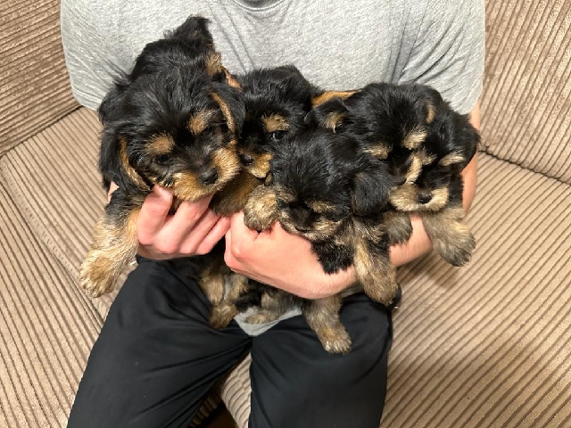 Yorkshire Terrier – Yorkshire Terry's for sale