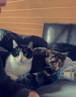 3 schusige Kater und zwei weibliche schmusige