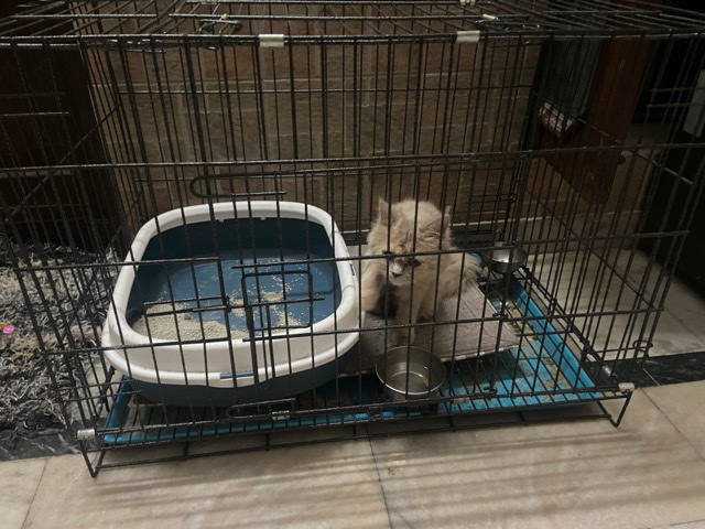 Persian (Traditional) – persian cat for sale