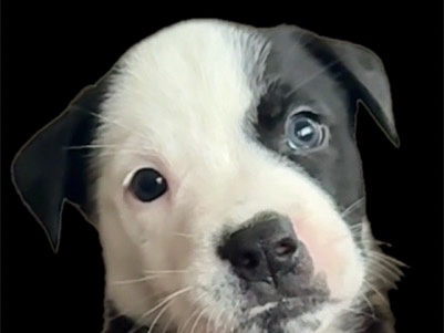 American Staffordshire Terrier – Puppy looking for new home – Portland