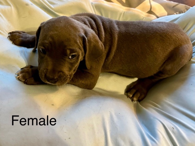 Cane Corso – Cane Corso Puppy – Savannah