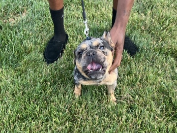 Merle French Bulldog 