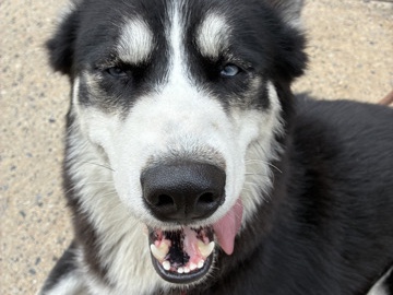 Sakhalin Husky – female puppy – Philadelphia