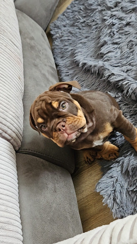 Olde English Bulldogge – English bulldog