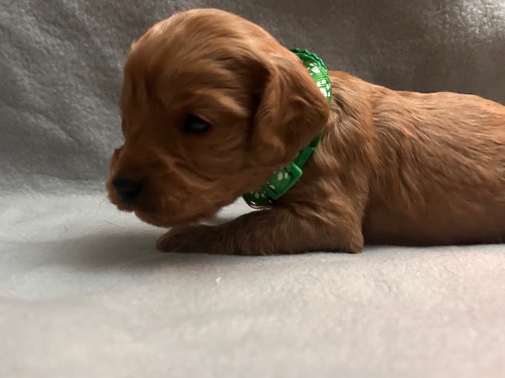 English Cocker Spaniel – Cockapoo puppies READY TO HO