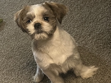 Mini shih tzu 