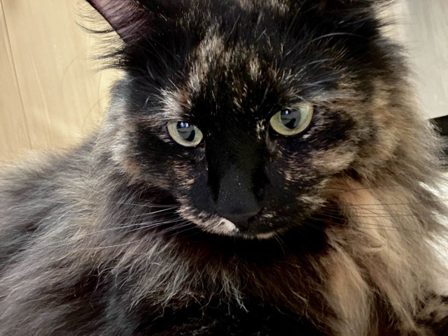 Norwegian Forest cat – Female Norwegian Forest Cat – La Quinta