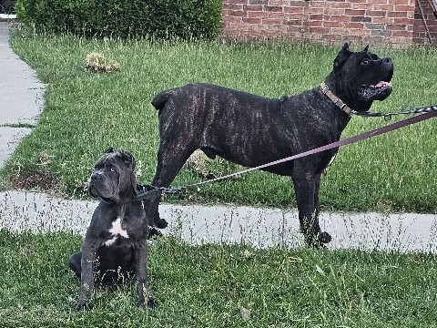 Cane Corso – cane corso – Amarillo