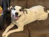 All - Sophie available for adoption in San Antonio