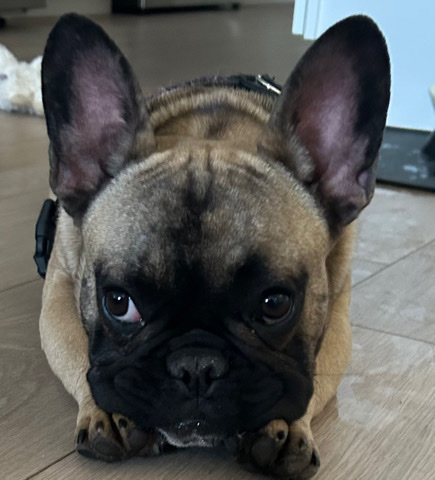 French Bulldog – French Bulldog Male 6 Months - rehome