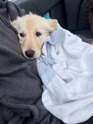 Golden Retriever – Sweet, Playful, Gentle Girl