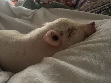 Pig – Male Mini Pig – Keene