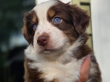 Brownie a Purebred Australian Shepherd