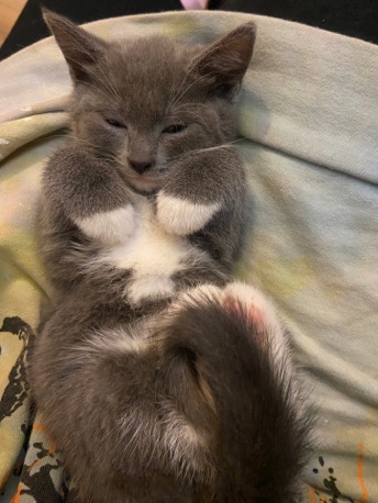 cute grey kitten