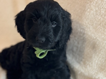 Cockapoo - ready now health check and vaccinated  available for adoption in Leeds