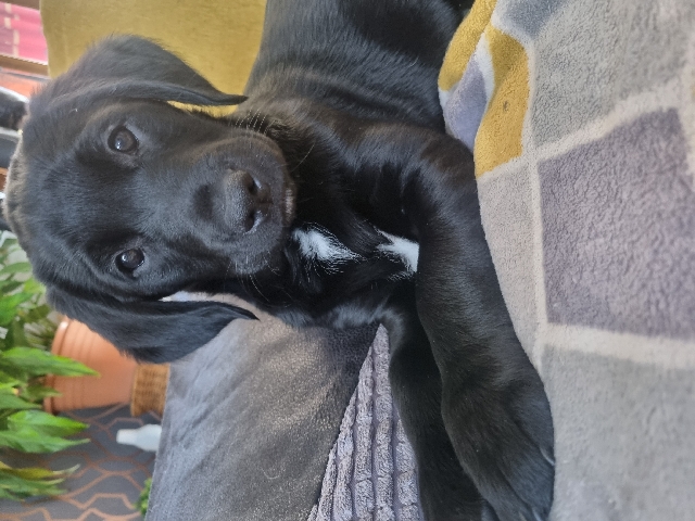 Labrador Retriever – 2 labrador girls