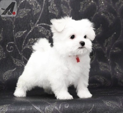 Maltese – Well Socialized Maltese Puppies – New York