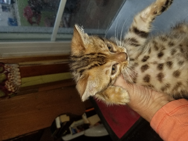 Bengal – Bengal Kittens