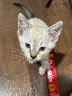 kitten