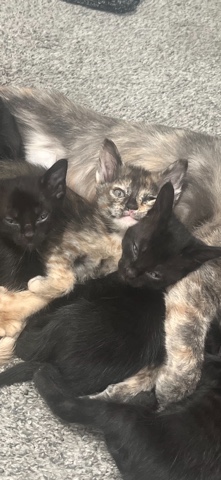 Black Kittens
