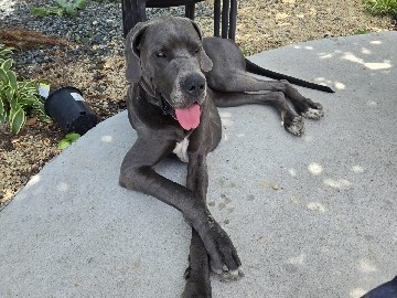 rehoming beuatiful great dane