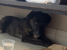 German Shepherd – Rehome Delilah Mae – Lumberton