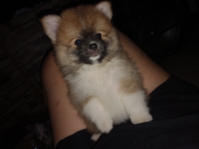 Pomeranian - Pomeranian Cachorro available for adoption in San Pedro Garza García